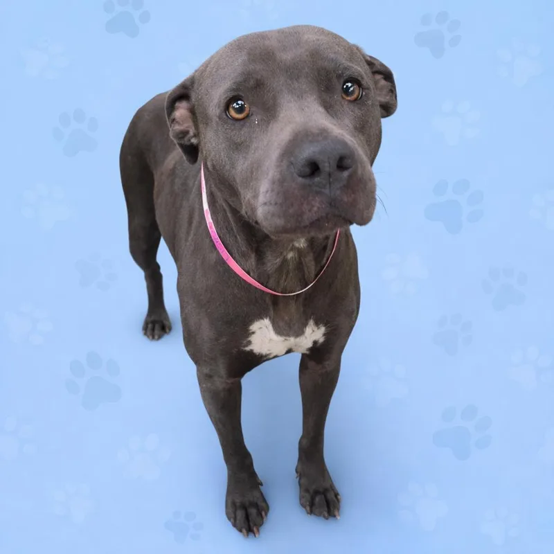 An adult medium-sized female Gray / Blue / Silver Mixed Breed dog named Chicha for adoption in Memphis, TN