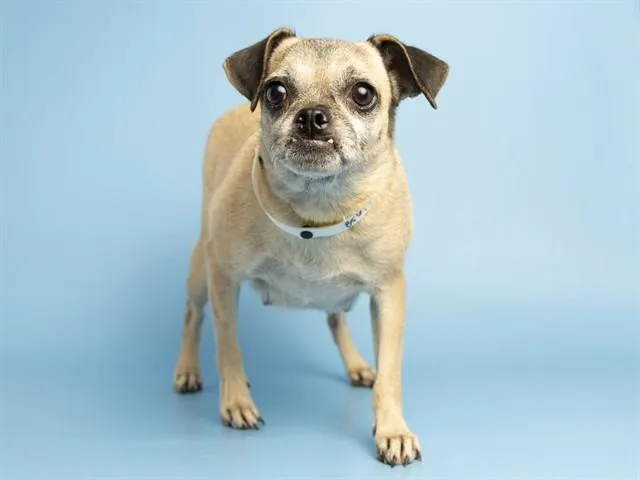 A young small-sized female Pug dog named Georgina for adoption in Phoenix, AZ
