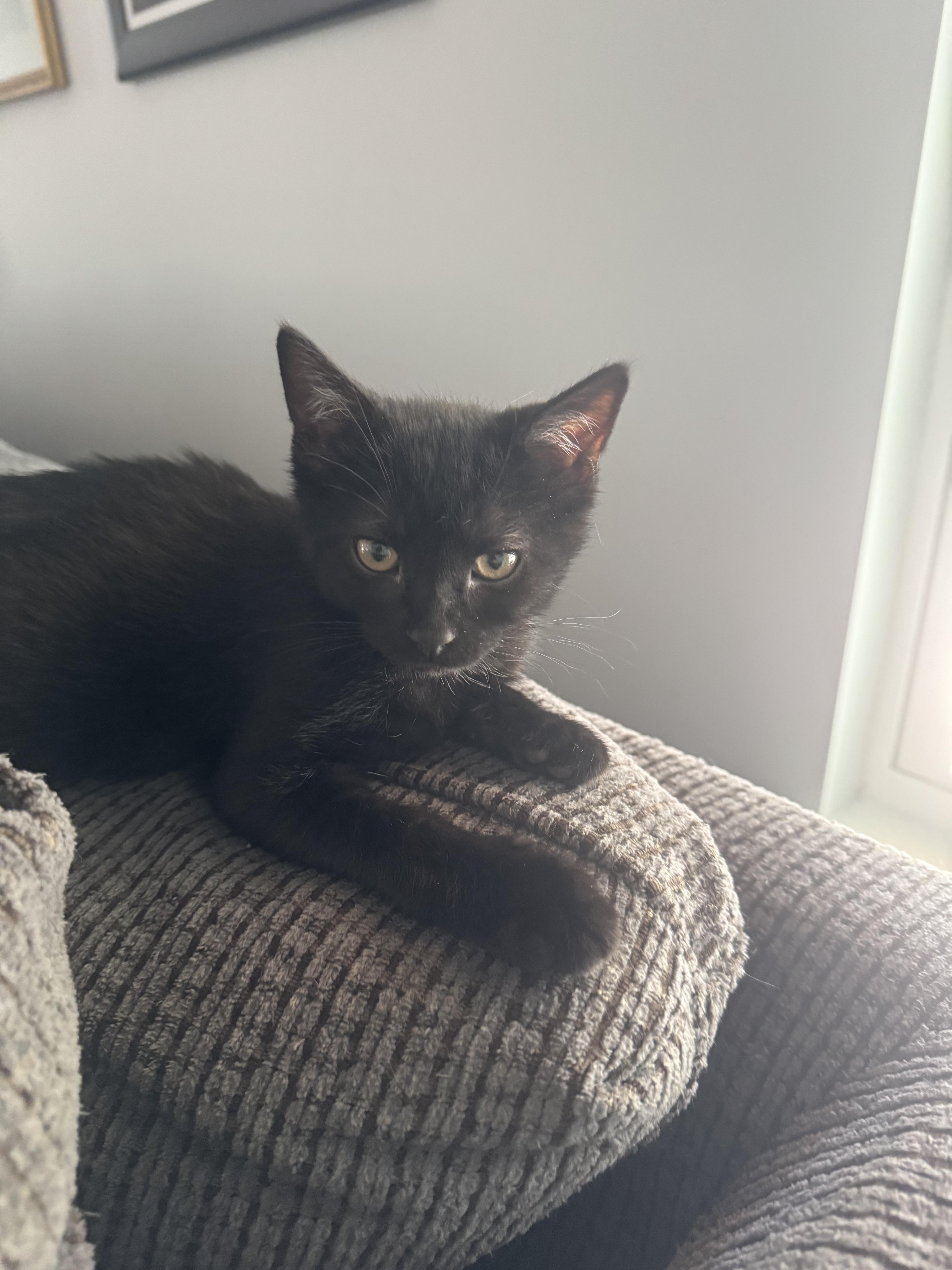 A baby small-sized female Domestic Short Hair cat named Violin for adoption in Bethel Park, PA