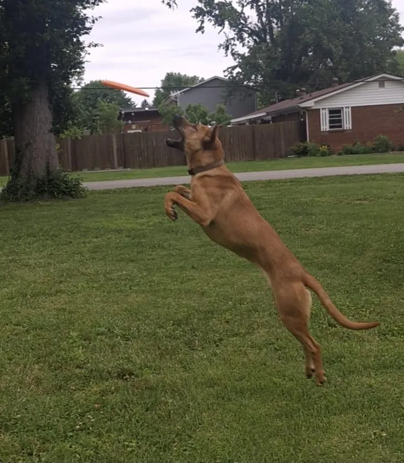 A young medium-sized female Hound dog named Zoe for adoption in Bloomington, IN