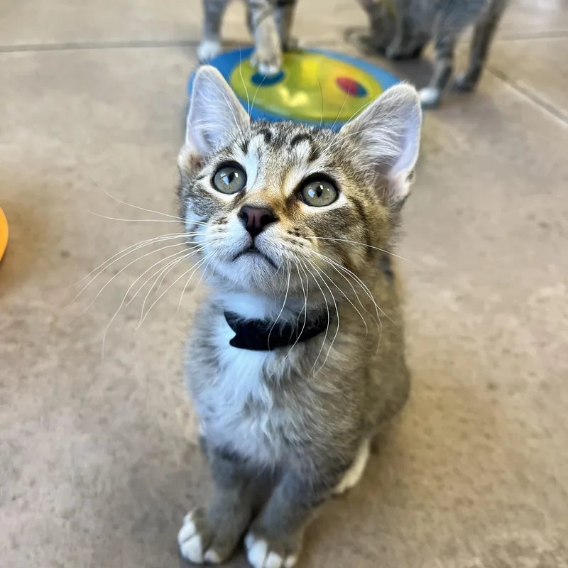A baby medium-sized male Tabby (Buff / Tan / Fawn) Domestic Short Hair cat named Cannoli for adoption in Buena Vista, CO