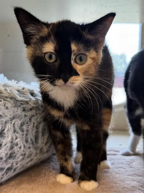 A baby small-sized female Domestic Short Hair cat named Zoey for adoption in Louisville, KY