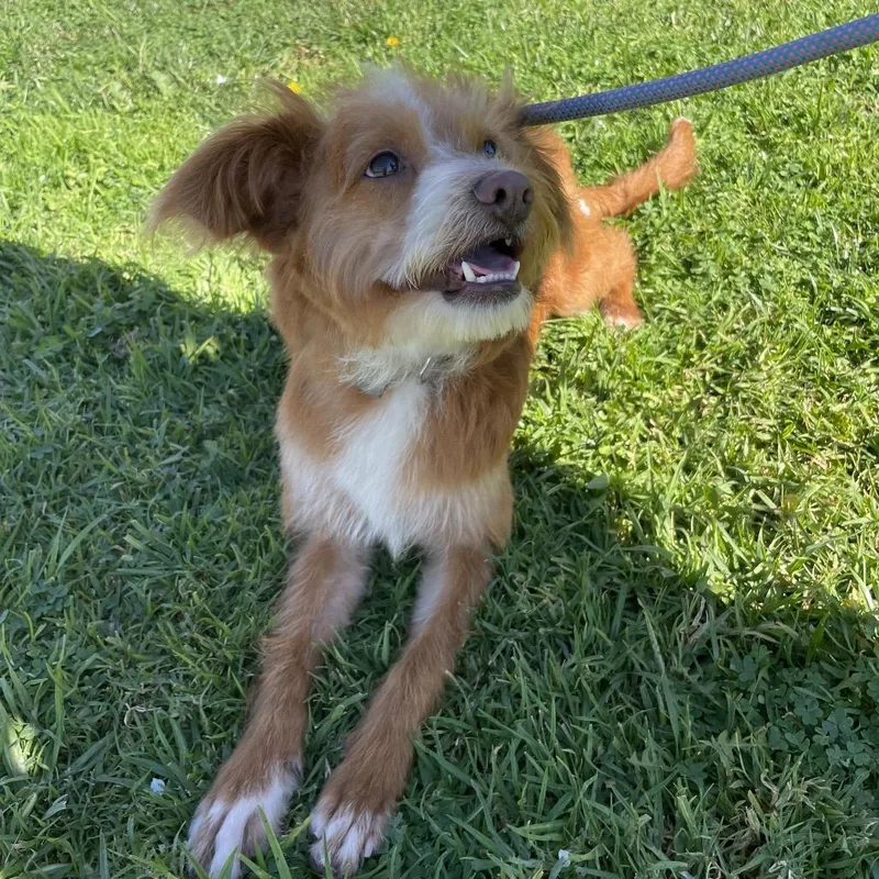 Mufasa  Chino Hills thumbnail 2