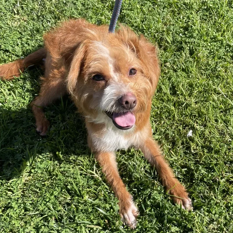 Mufasa  Chino Hills thumbnail 3