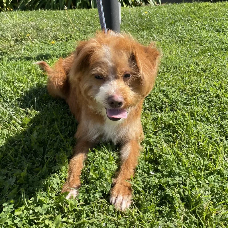 Mufasa  Chino Hills thumbnail 4