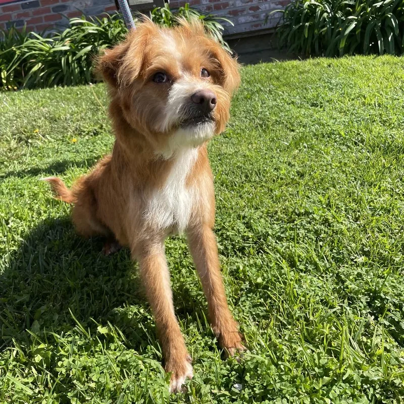 Mufasa  Chino Hills thumbnail 5