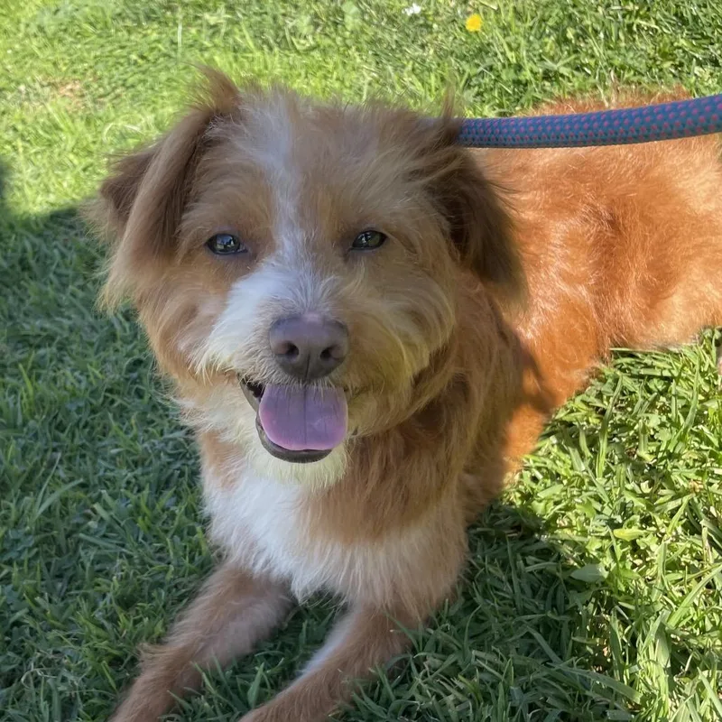 Mufasa  Chino Hills thumbnail 6