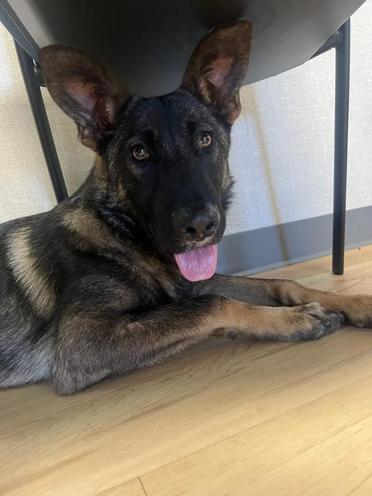 A baby medium-sized female Tricolor (Brown, Black, & White) Belgian Shepherd / Malinois dog named Zadie located in California for adoption in Imlay City, MI