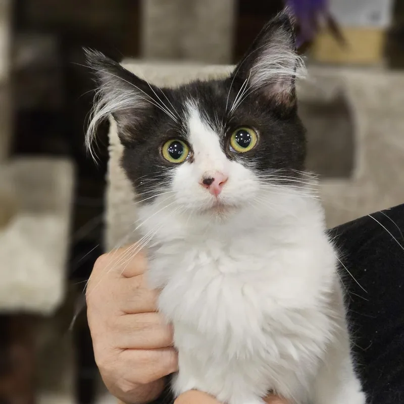 A baby small-sized male Domestic Short Hair cat named Hershey for adoption in Fairfax, VA