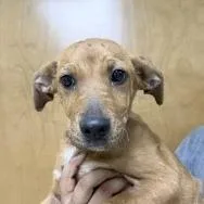 A baby small-sized female Brown / Chocolate Terrier dog named Little Ann for adoption in Tyler, TX