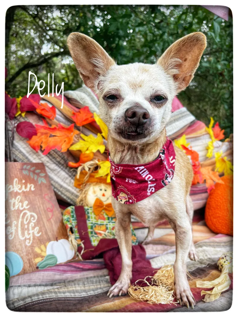 A senior small-sized male Chihuahua dog named Delly for adoption in Sebring, FL