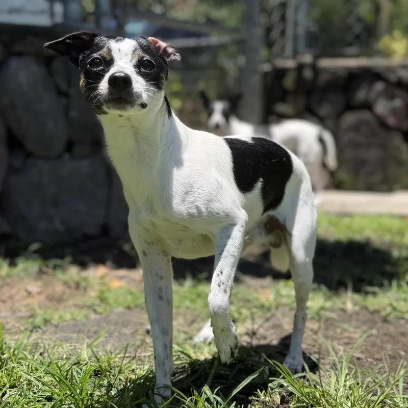 A young small-sized male White / Cream Rat Terrier dog named Studs for adoption in Keaau, HI