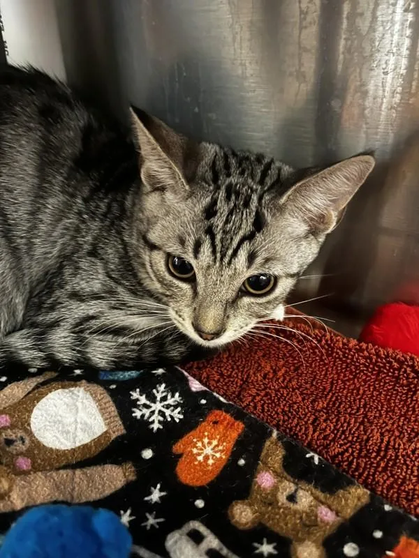 A baby small-sized male Domestic Short Hair cat named Charlie for adoption in Santa Rosa, CA