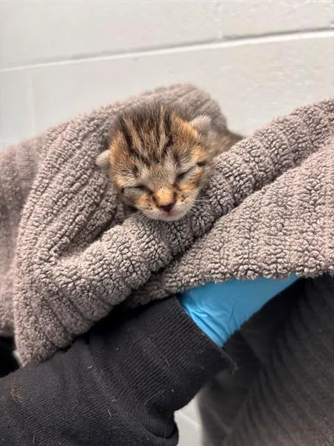 A baby small-sized female Domestic Short Hair cat named Shamrock for adoption in Charlotte, NC