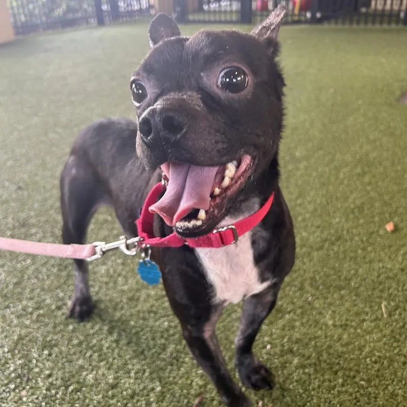 An adult small-sized male Boston Terrier dog named Oreo for adoption in West Palm Beach, FL