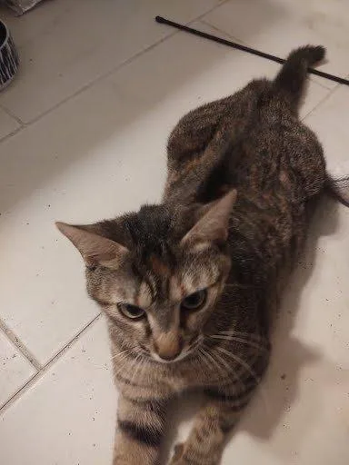 A young small-sized female Torbie Domestic Short Hair cat named Sweet Pea for adoption in Raleigh, NC