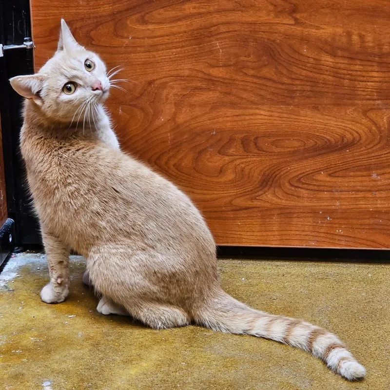 Goldfish thumbnail 2