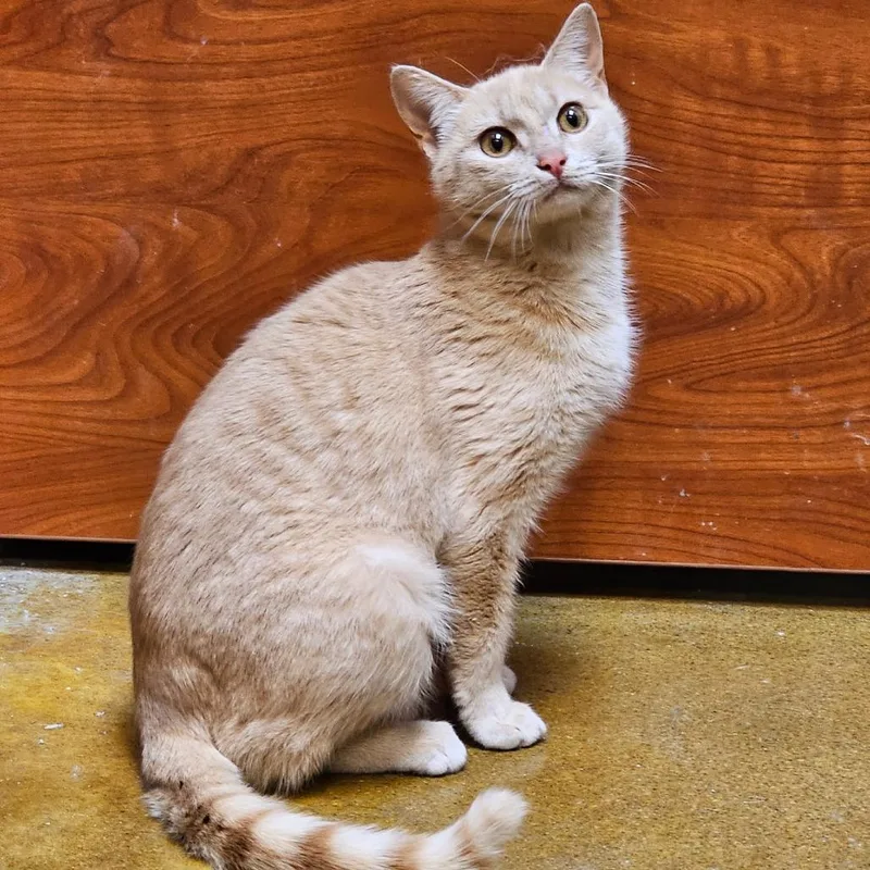 Goldfish thumbnail 3