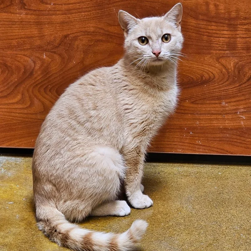 Goldfish thumbnail 4