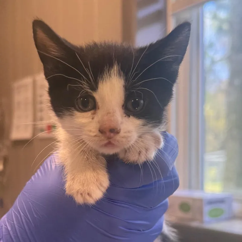 A baby small-sized female Black Domestic Short Hair cat named Classic Catalina for adoption in Wilmington, DE