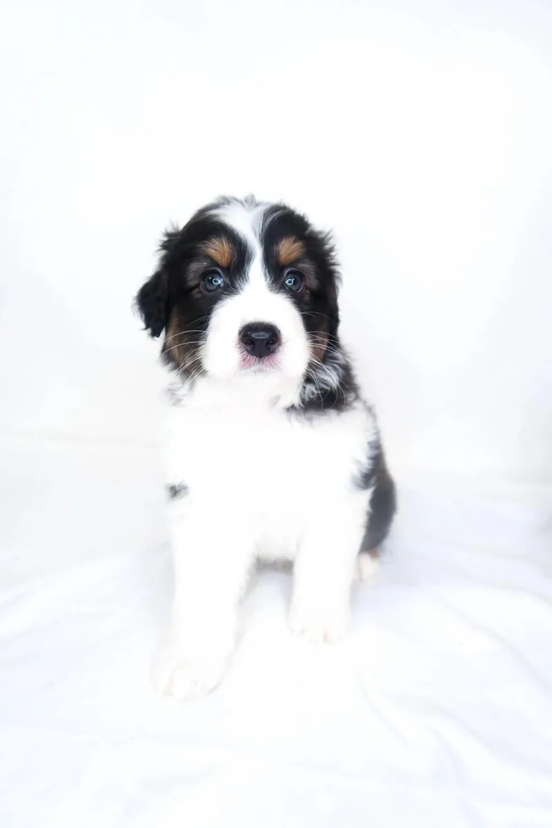 A baby medium-sized male Tricolor (Brown, Black, & White) Australian Shepherd dog named Wyndham for adoption in Bixby, OK