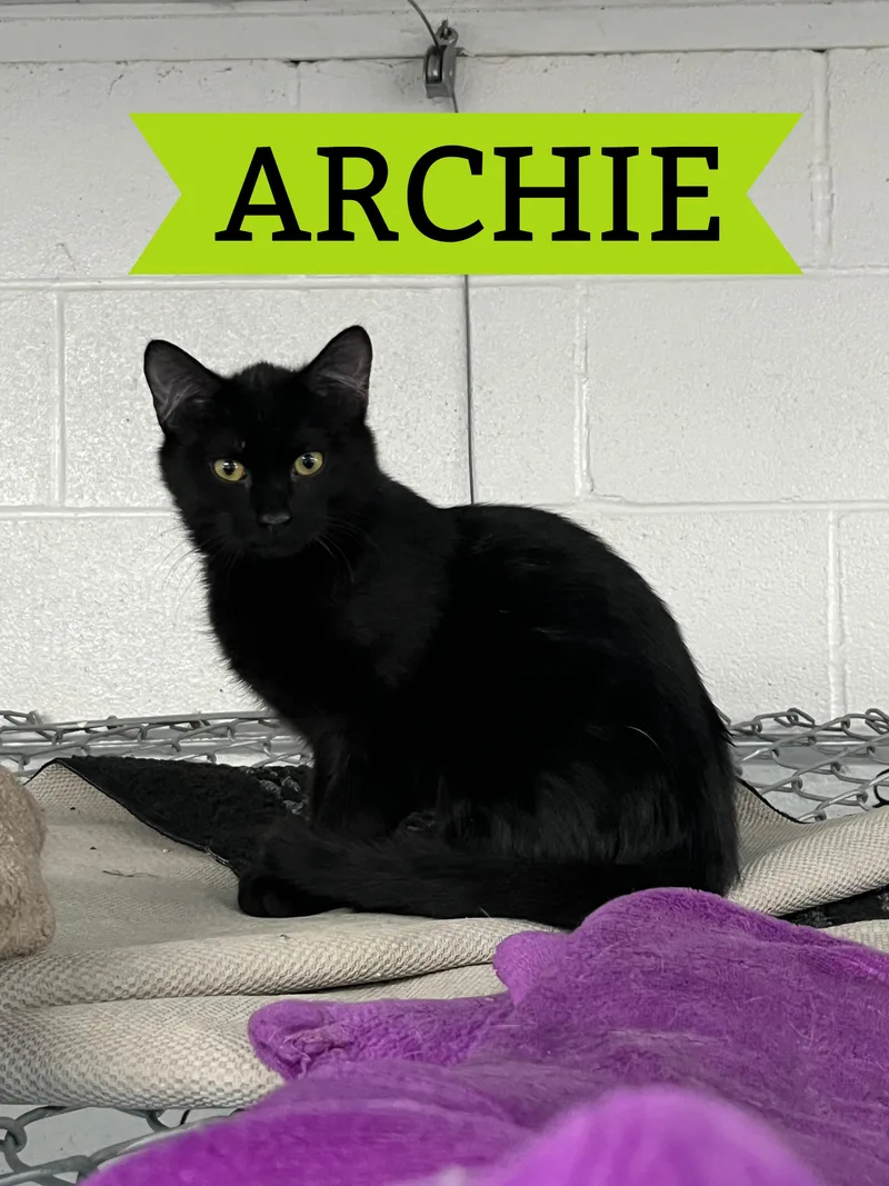A young small-sized male Black Tabby cat named Archie for adoption in Pompton Plains, NJ