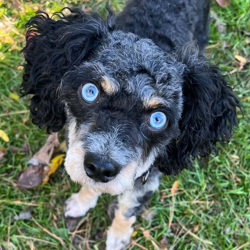 A young small-sized male Merle (Blue) Aussiedoodle dog named Dax for adoption in Brockport, NY