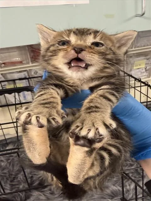 A baby small-sized female Brown / Chocolate Domestic Short Hair cat named Kaci for adoption in Woodland, CA