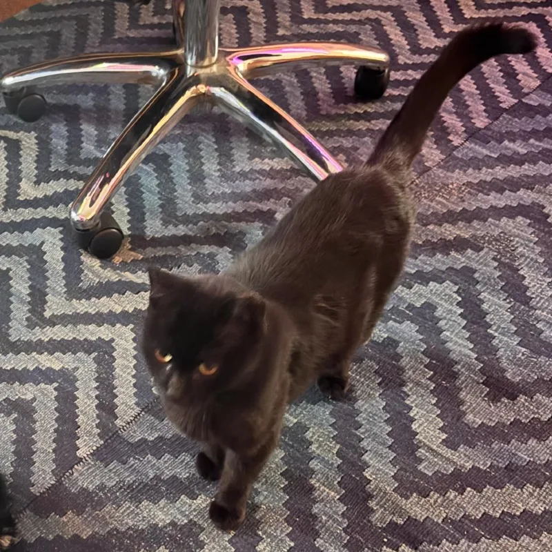 Theodora thumbnail 2