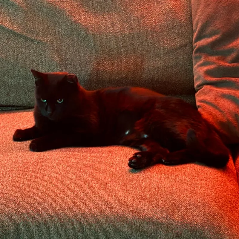 Theodora thumbnail 3