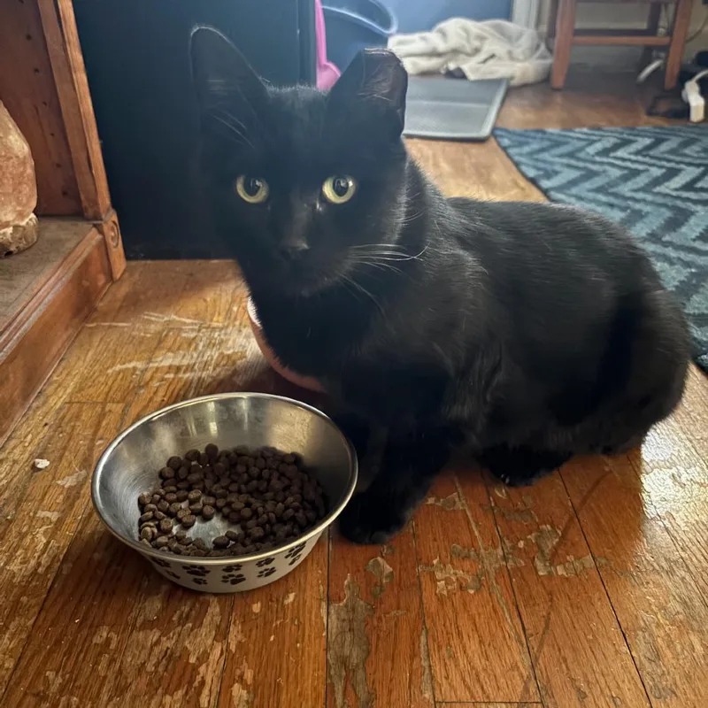 Theodora thumbnail 4