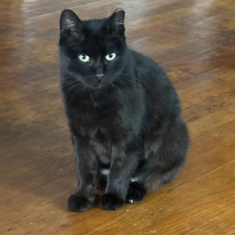 Theodora thumbnail 5