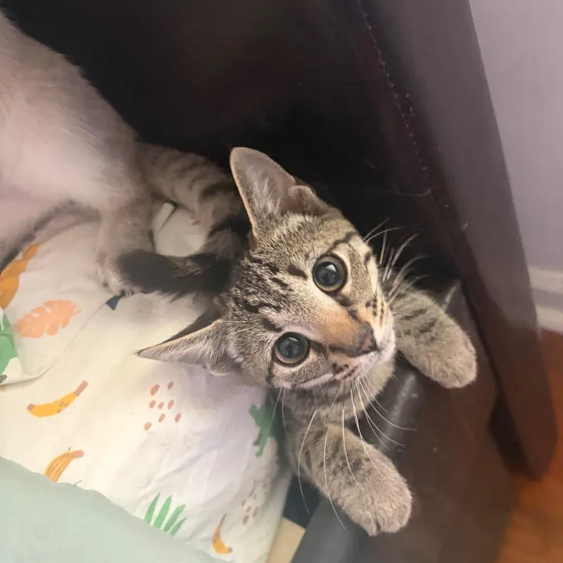 A baby medium-sized female Tabby (Gray / Blue / Silver) Domestic Short Hair cat named Torque Wrench for adoption in Beulaville, NC