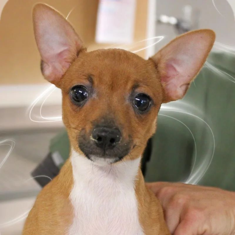 A baby small-sized male Golden Chihuahua dog named Petey for adoption in Amelia, OH