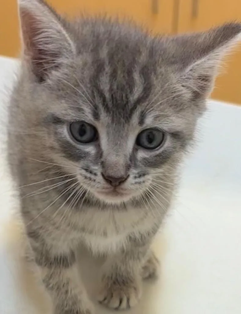 A baby small-sized male Domestic Short Hair cat named Okra for adoption in Elizabethton, TN