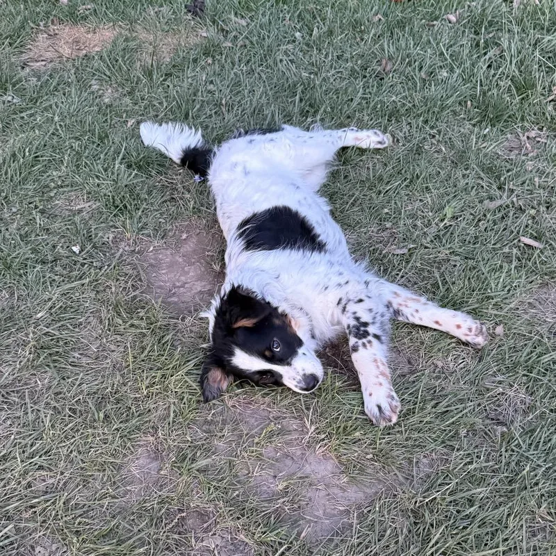 A baby medium-sized male Gray / Blue / Silver Australian Shepherd dog named Jesse  Dukes Of for adoption in Festus, MO