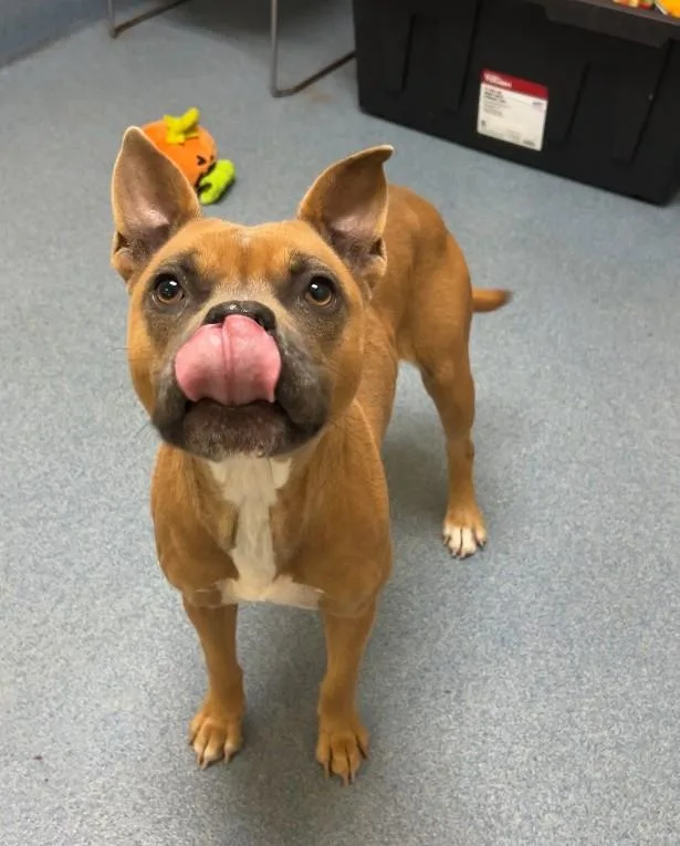 An adult medium-sized female Tricolor (Brown, Black, & White) Pit Bull Terrier dog named Yelena Belova for adoption in Suffolk, VA