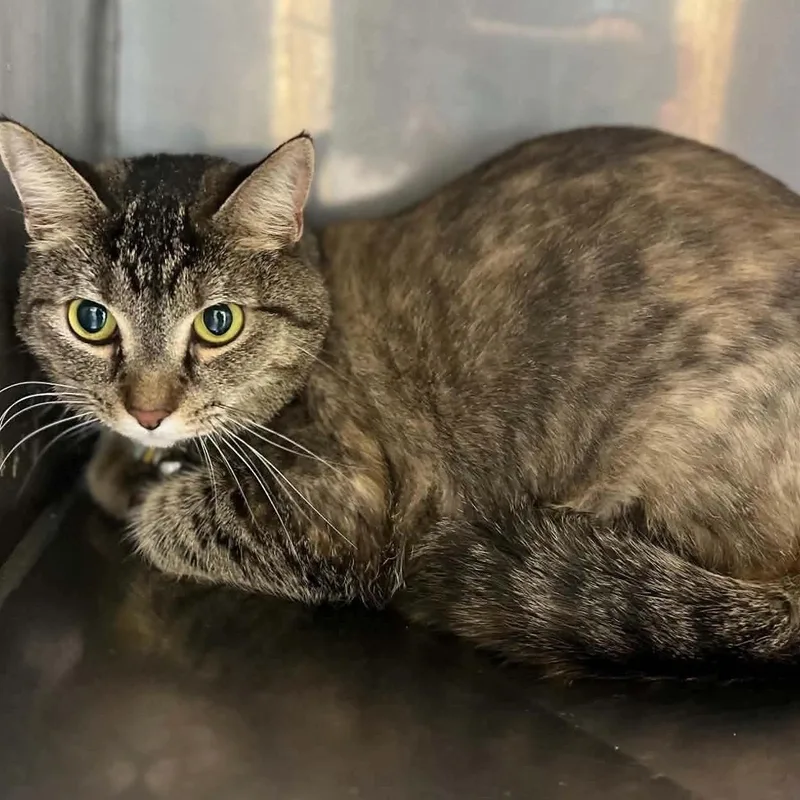 An adult medium-sized female Tabby cat named Jackie for adoption in Fort Payne, AL
