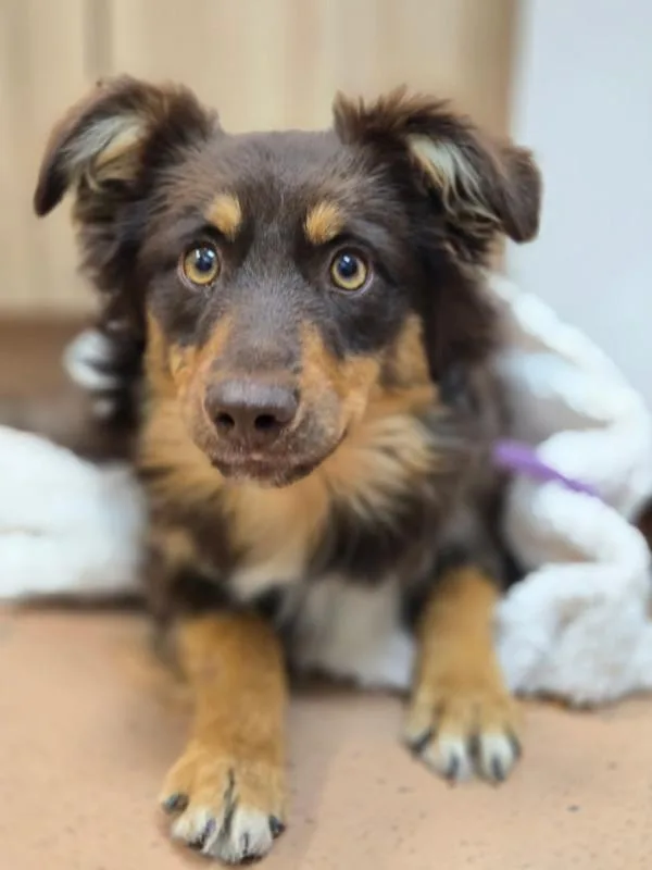 A young large-sized male Australian Shepherd dog named Lava Cake for adoption in Kennewick, WA