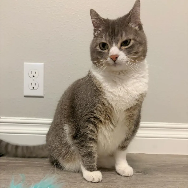 An adult large-sized female Gray / Blue / Silver Domestic Short Hair cat named Barbie for adoption in Woodinville, WA