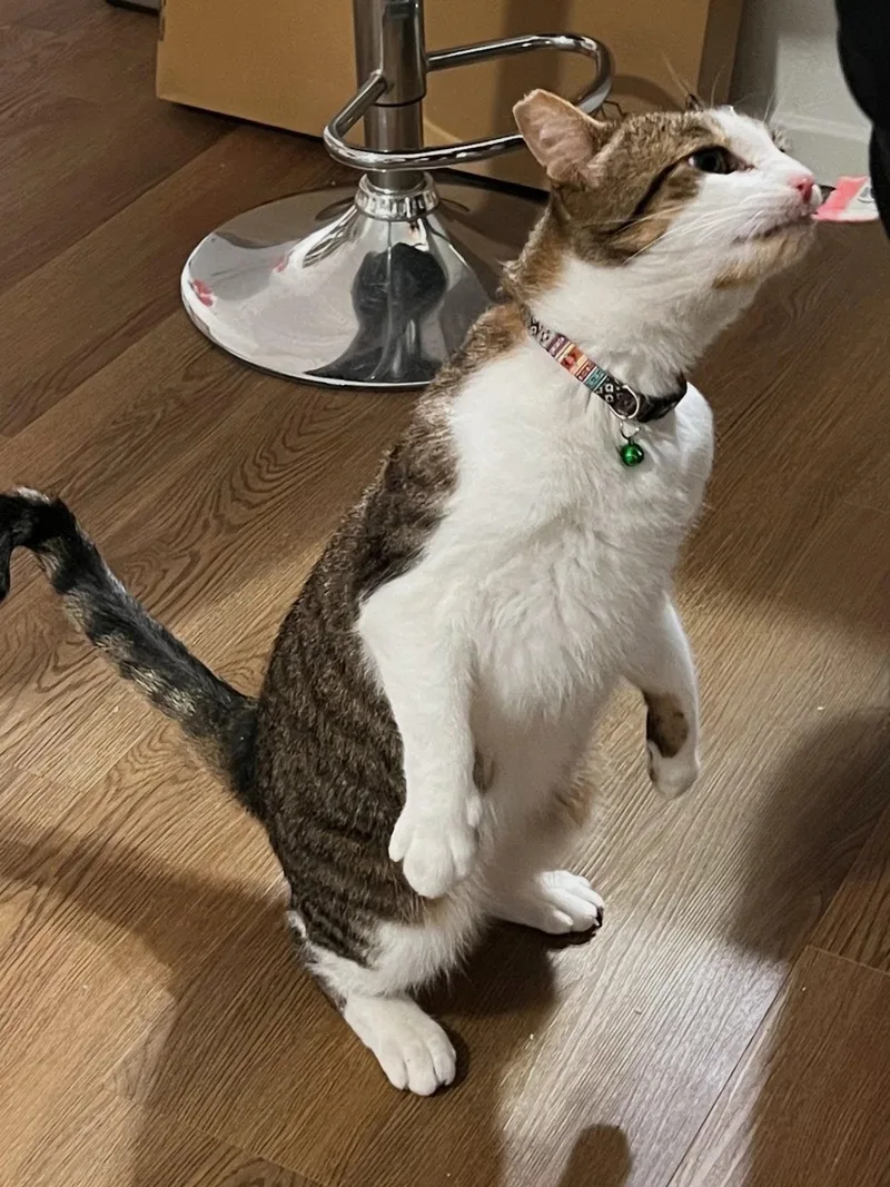 A young medium-sized male Tabby (Buff / Tan / Fawn) American Shorthair cat named Poncho for adoption in Santa Monica, CA