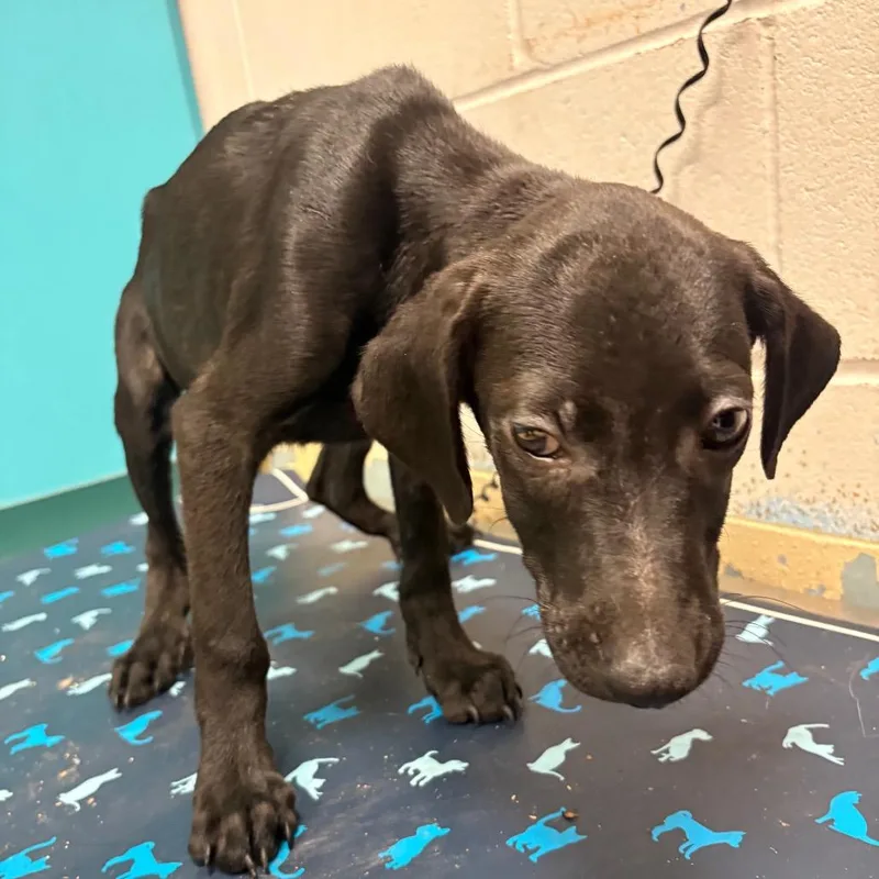 A baby medium-sized male Black Pit Bull Terrier dog named Felix for adoption in Lufkin, TX