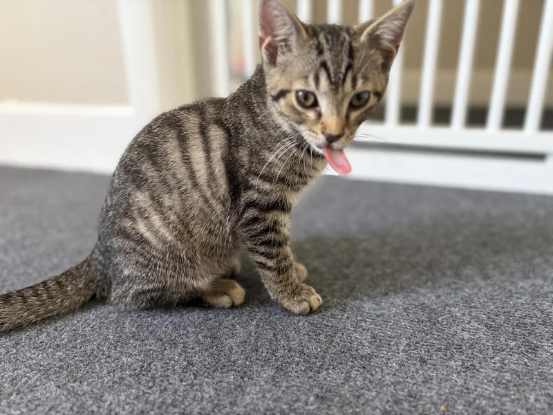 Louie