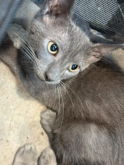 A baby small-sized female Domestic Short Hair cat named Demeter for adoption in Memphis, TN