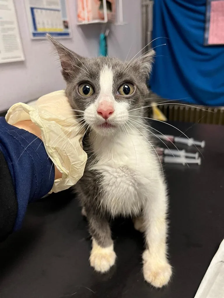 A baby small-sized female Domestic Short Hair cat named Pecan for adoption in New Braunfels, TX