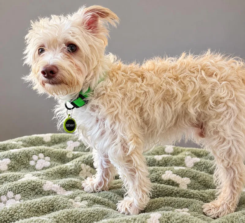 An adult small-sized male Terrier dog named Benny for adoption in Evergreen, CO