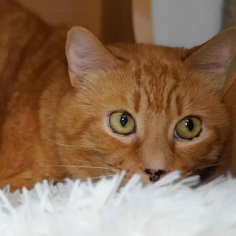 A senior medium-sized male Orange / Red Domestic Short Hair cat named Garfield for adoption in Thomaston, ME