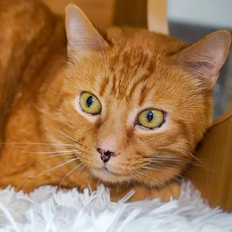 Garfield thumbnail 2