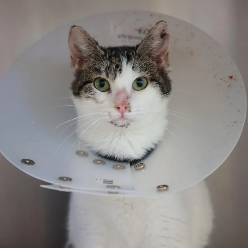 An adult medium-sized female Brown / Chocolate Domestic Short Hair cat named Strawberry for adoption in Santa Barbara, CA
