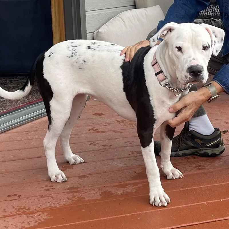 An adult medium-sized female Staffordshire Bull Terrier dog named Marisa for adoption in Fort Collins, CO